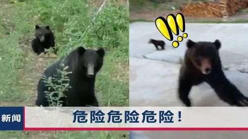 黑熊在线视频,揭秘野生黑熊的生活与生态