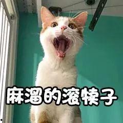 猫咪99在线视频观看,萌宠瞬间，治愈你的心灵