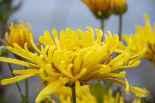 菊花飘香 在线视频,在线视频带你领略秋日美景